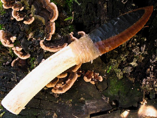 Création en silex taillé